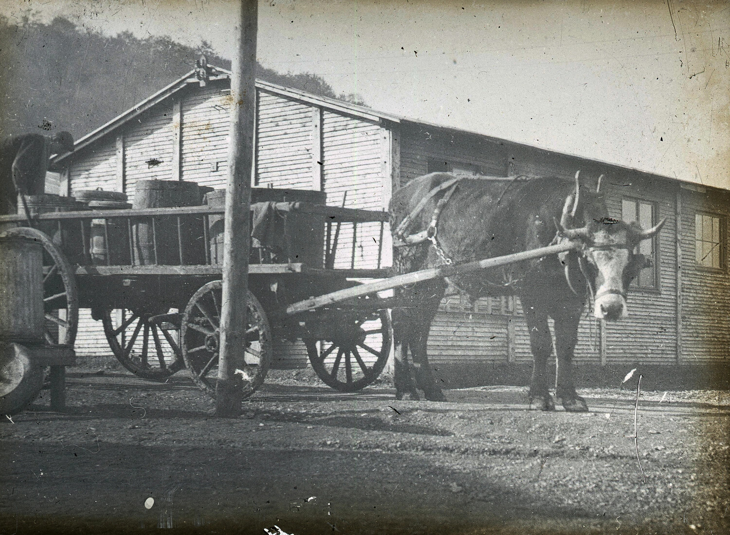 WWI France Glass Plate Negative No. 13 — Ox-Drawn Supply Cart Before Wooden Barracks Building