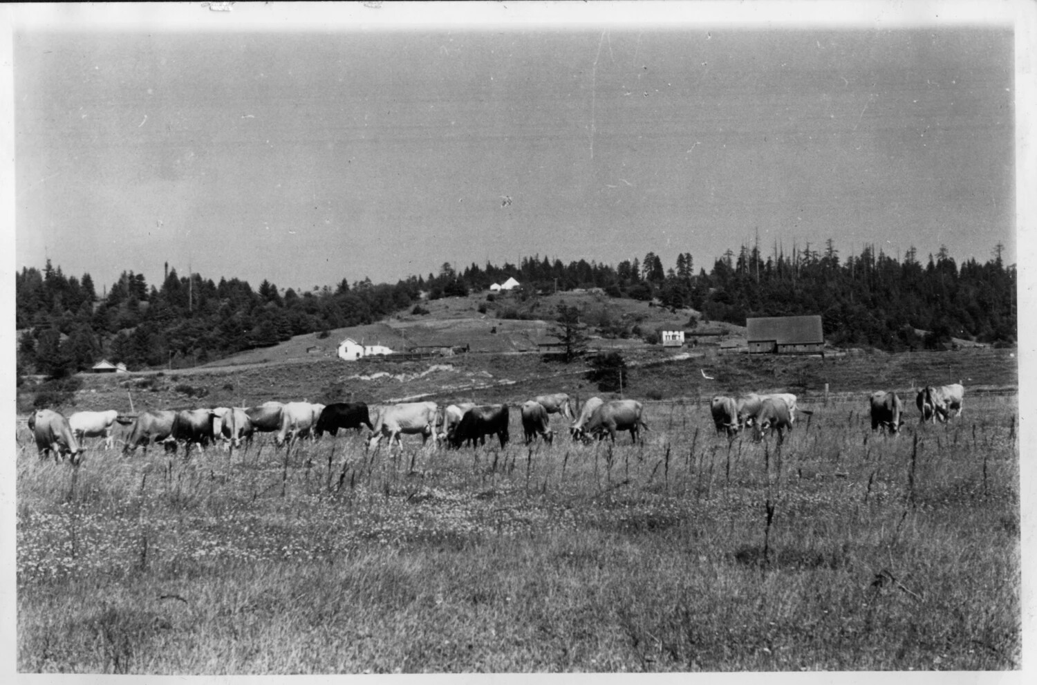 Cattle Grazing in a Rural Pasture with Farm Buildings, Presidio Album, c. 1920s-1940s