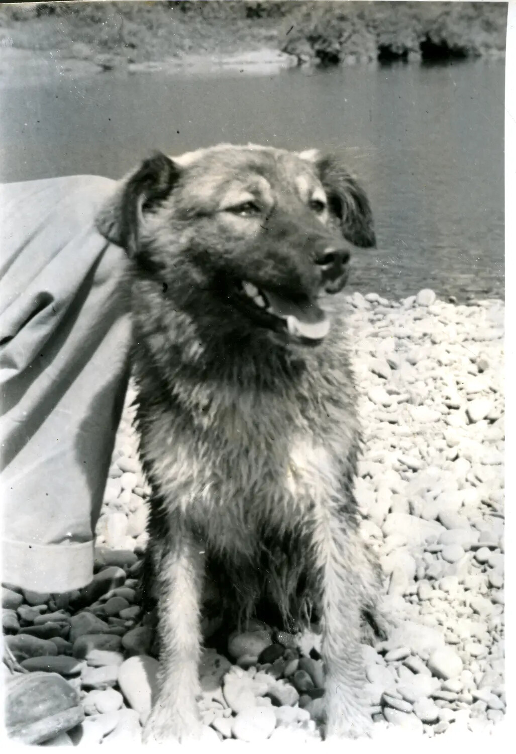 Unit Mascot Dog on Riverbank, China-Burma Theater, WWII