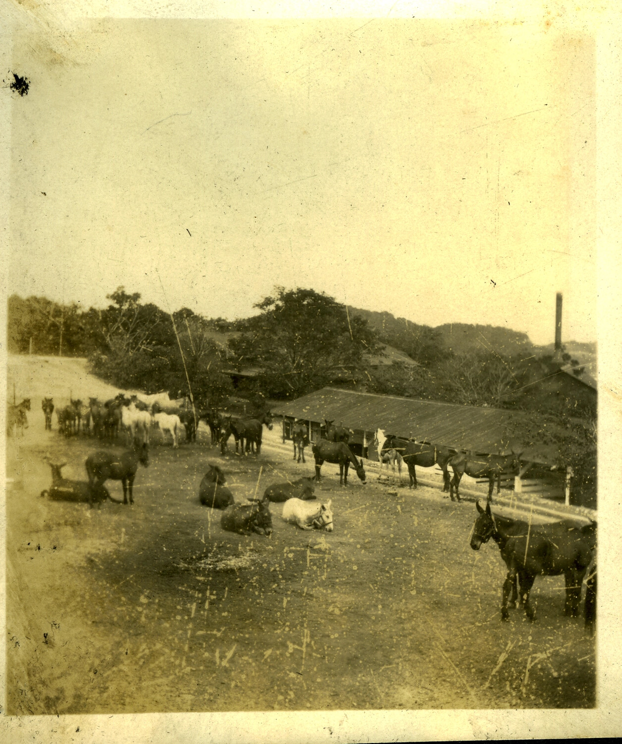 Pack Mule Train Resting Near Mountain Camp Buildings, Philippine Cordillera, Early-Mid 20th Century
