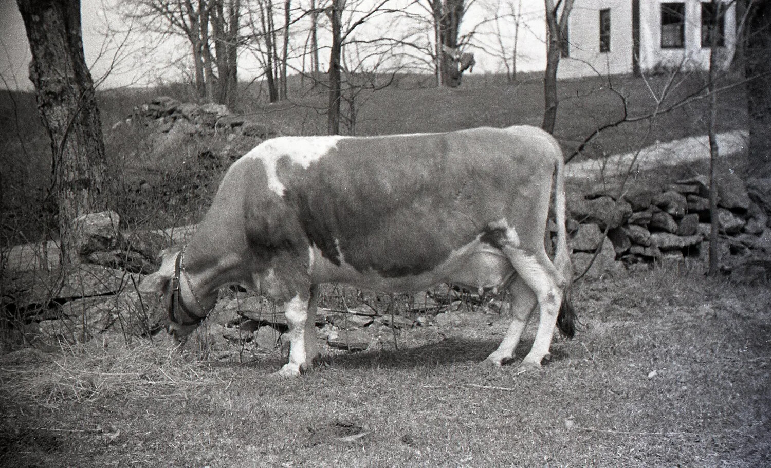Dairy Cow Grazing on New England Farm, Stateside Photograph, WWII Era