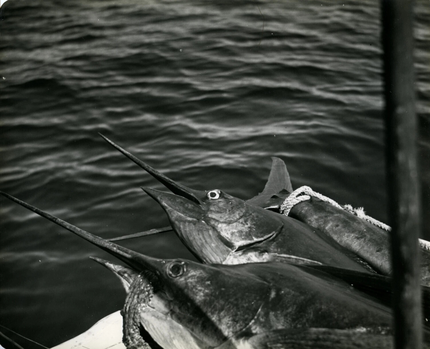 Sailfish Catch Aboard Boat, Fishing Excursion, 1949