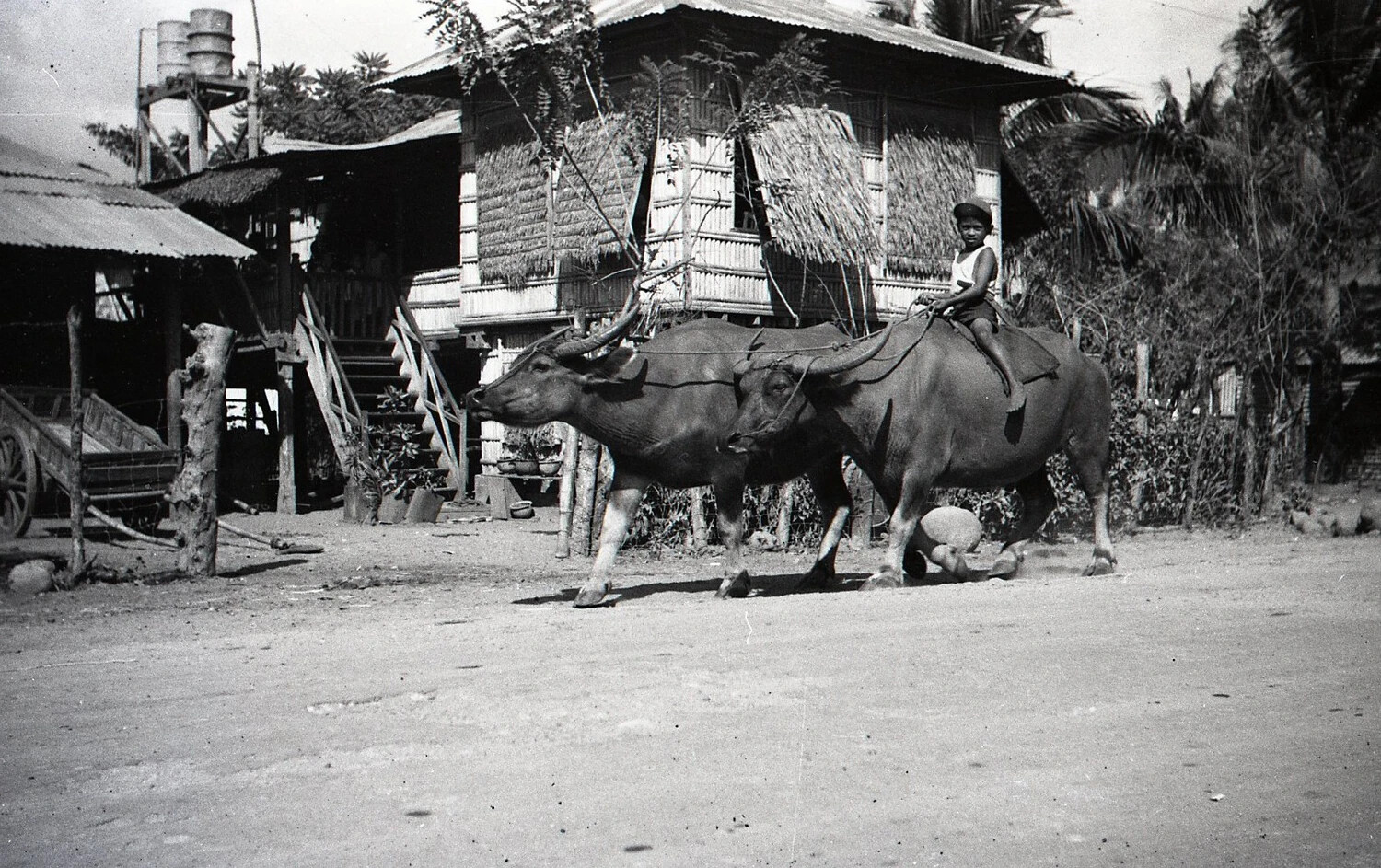 Filipino Boy Riding a Carabao Alongside a Second Carabao, Rural Luzon, Philippines, WWII Era