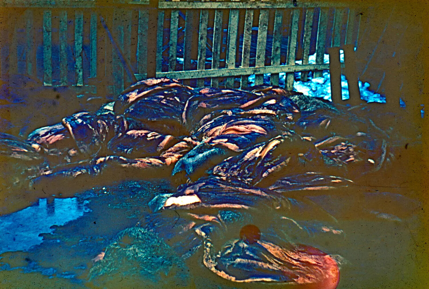 Animal Carcass/Hide Pile Near Wooden Rack, Thule Air Base Vicinity, Greenland, c. 1950s