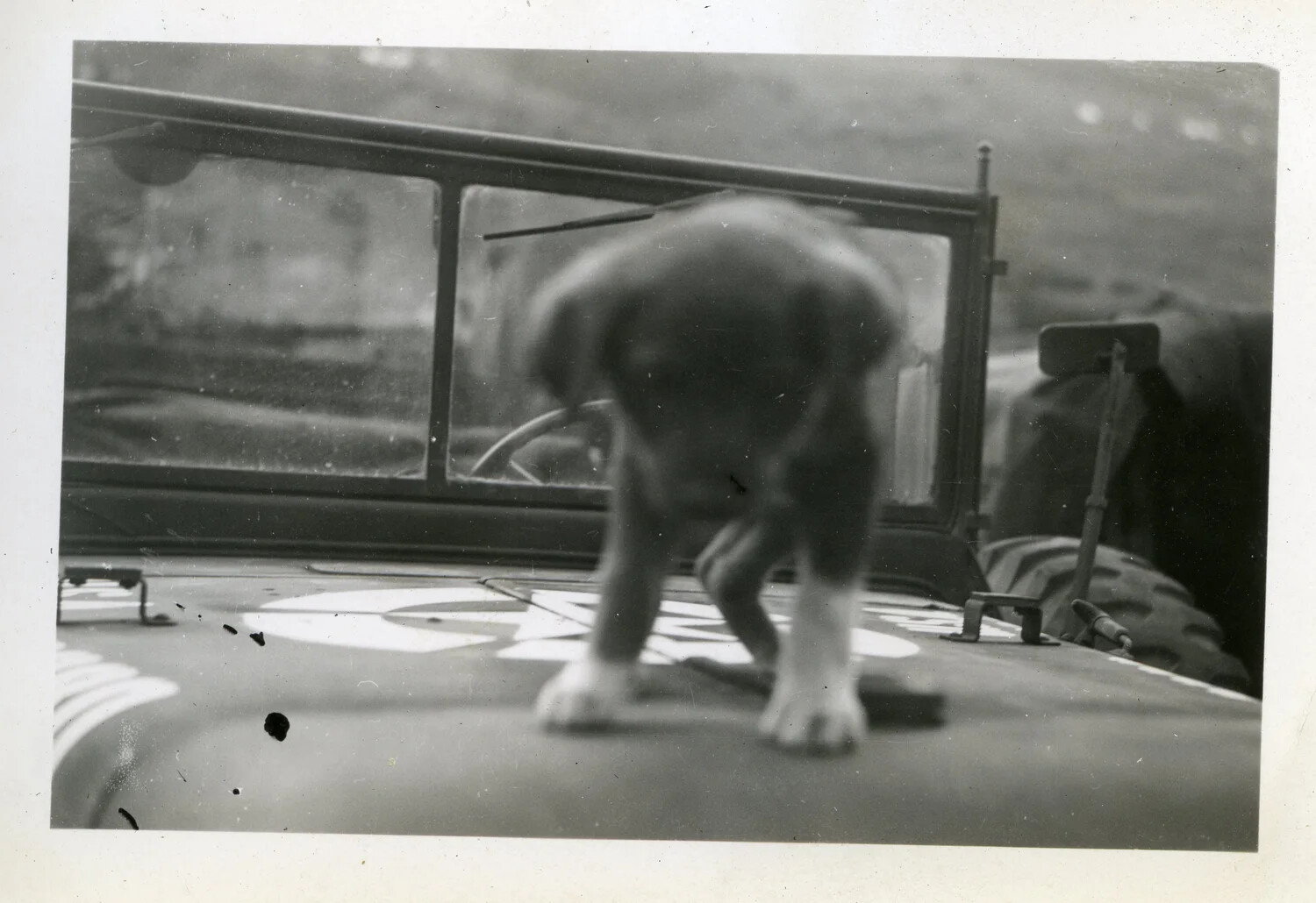 Unit Mascot Puppy on Jeep Hood, 44th Infantry Division WWII Collection