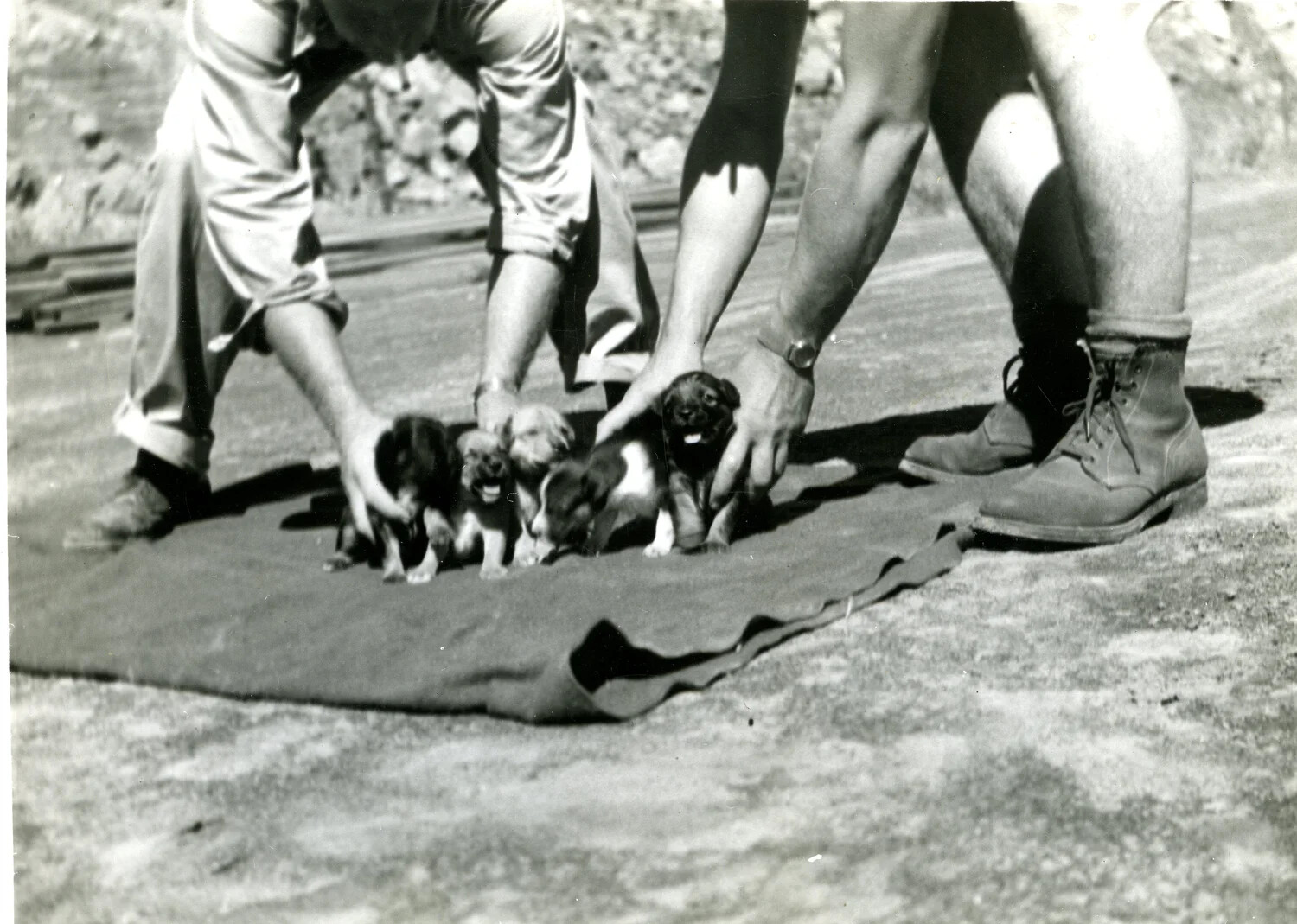 Marines with Puppies on Blanket, Iwo Jima, 1945