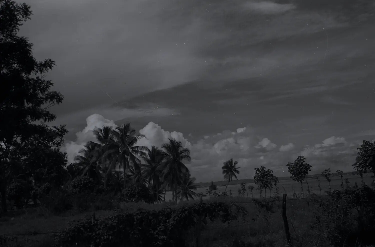 Tropical Palm-Lined Shoreline, Pacific Theater, WWII Era