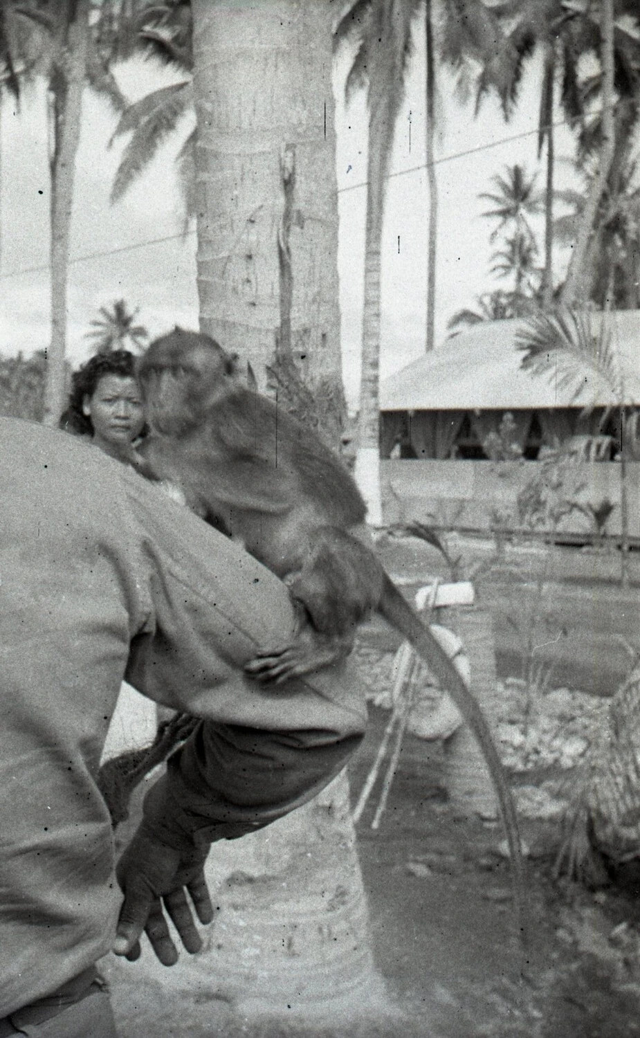 Pet Macaque Monkey Perched on a Serviceman's Shoulder, Luzon, Philippines, WWII Era
