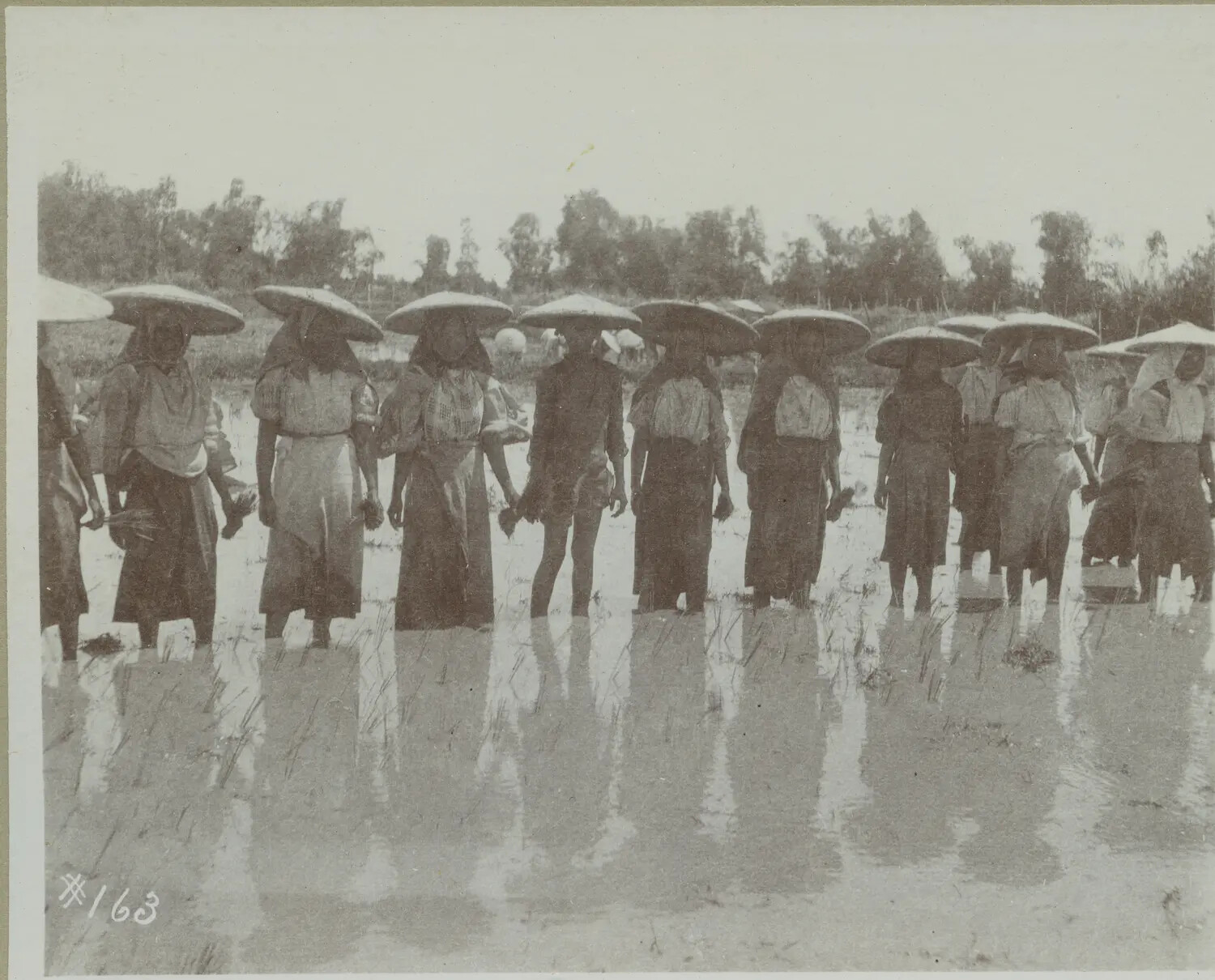Rice Planters in a Flooded Paddy Field, Philippines, c. 1898-1900