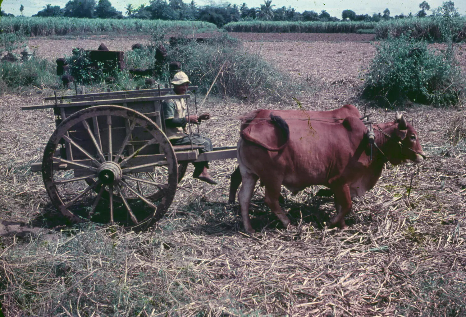 Vietnamese Farmer with Ox Cart in Sugarcane Field, 1965