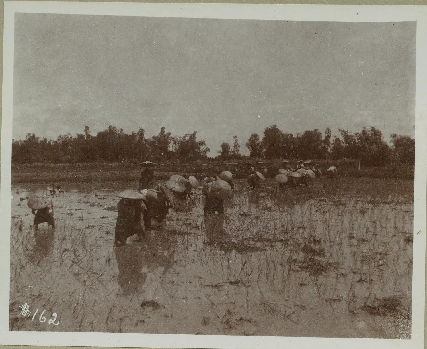 Rice Transplanting in a Flooded Paddy, Philippines, c. 1898-1900