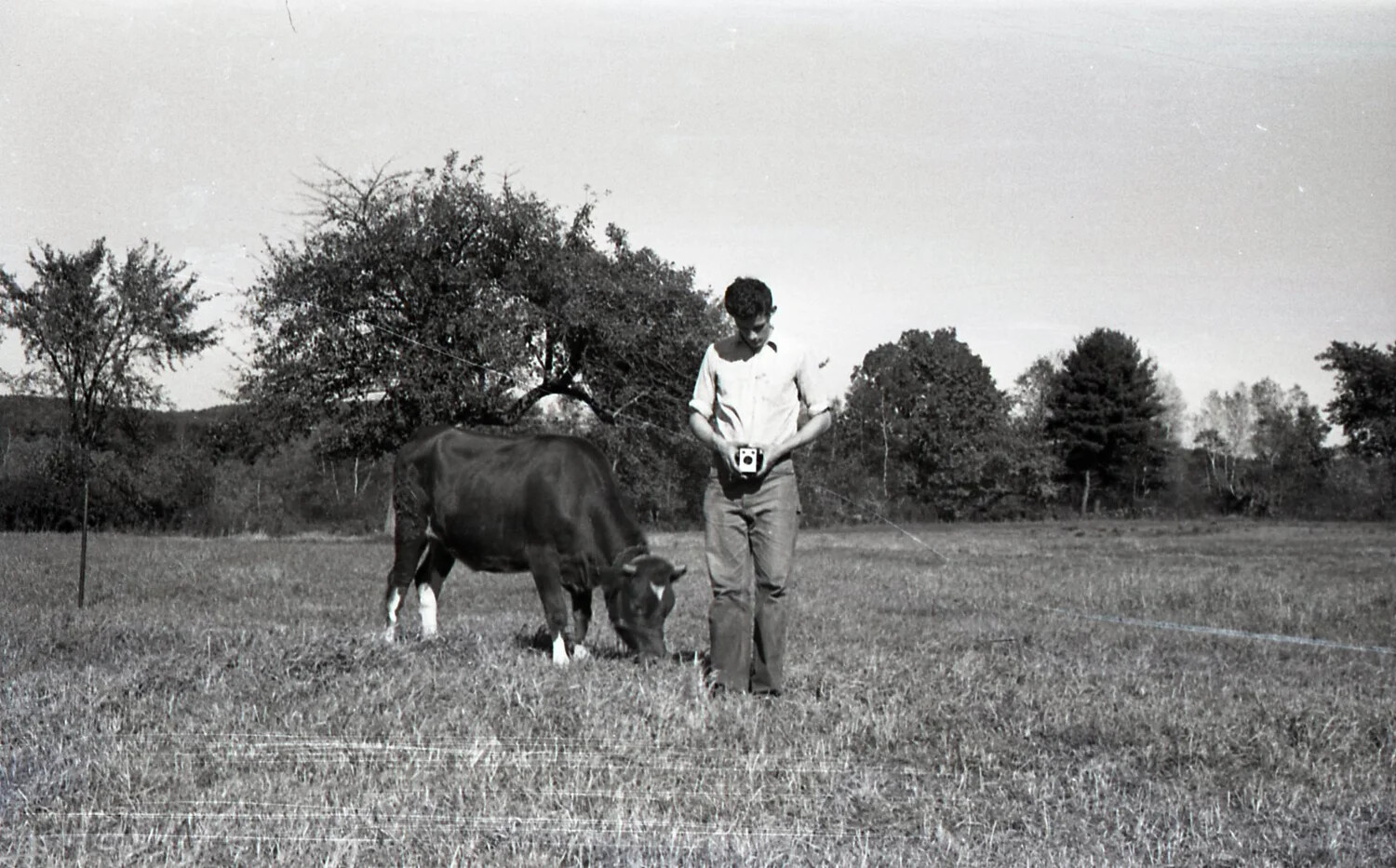 Young Man Photographing with Box Camera Beside Grazing Cow, Mid-20th Century