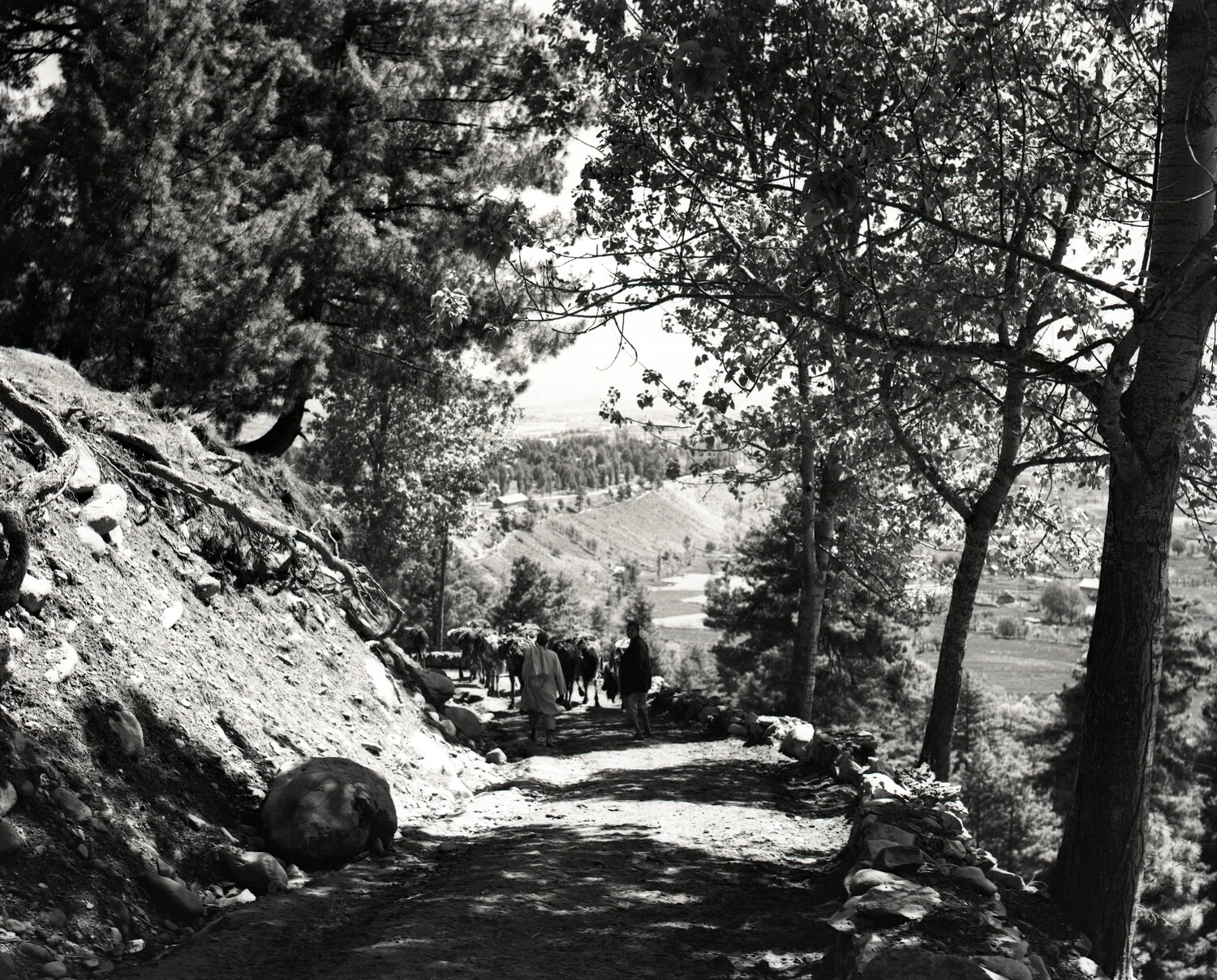 Mountain Trail with Pack Caravan, Kashmir, India, WWII Era