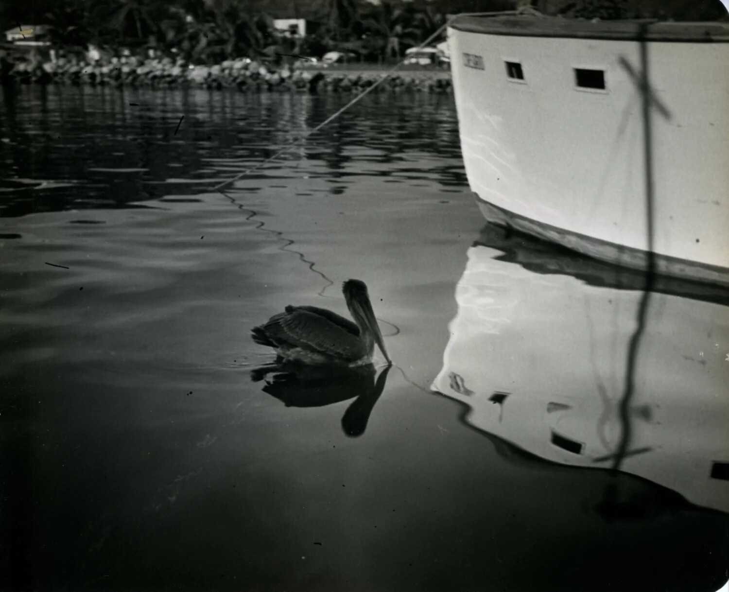 Pelican and Moored Launch in a Tropical Harbor -- General Wainwright Photo Album, 1949