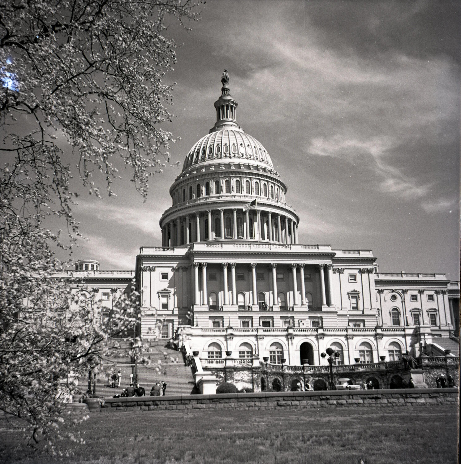 United States Capitol Building, West Front View with Flowering Tree Branches, Spring