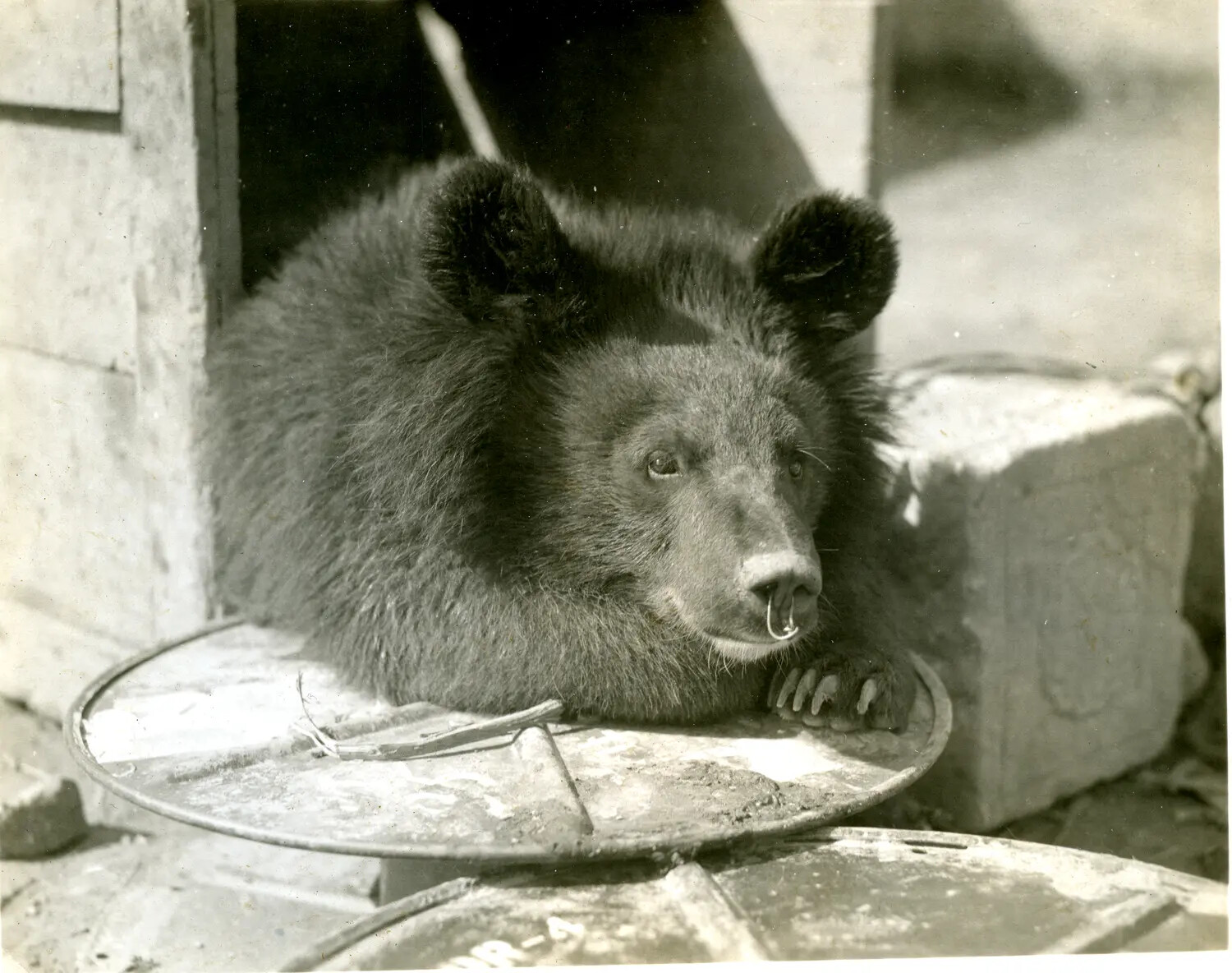 Bear Cub Mascot with Nose Ring, China-Burma-India Theater Camp, WWII