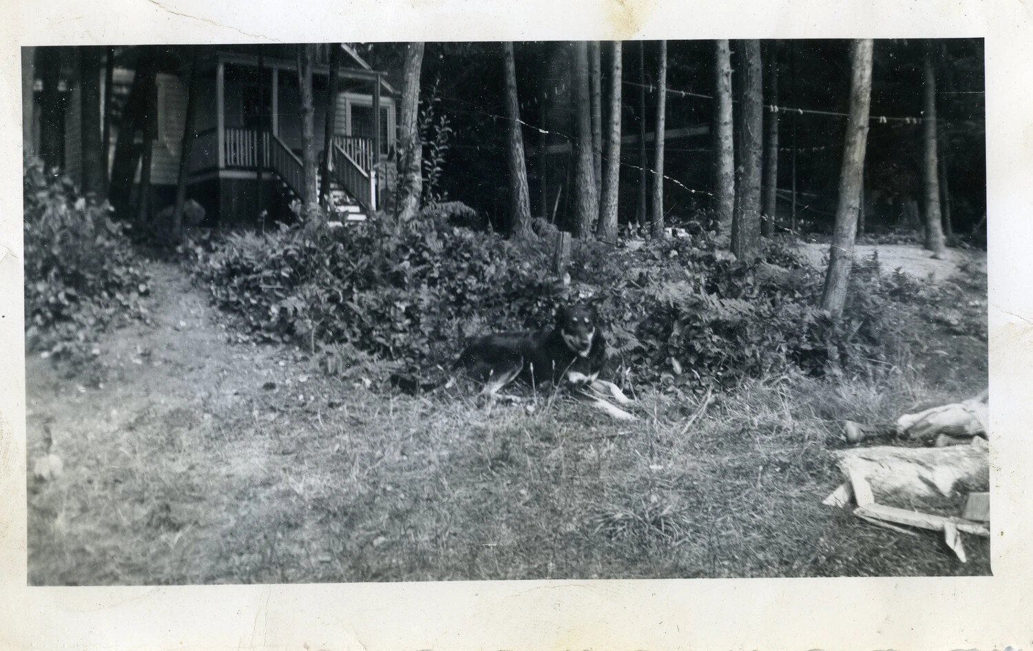 Dog Resting in Yard Before Wood-Frame House, Home Front Snapshot -- Kwajalein WWII Album