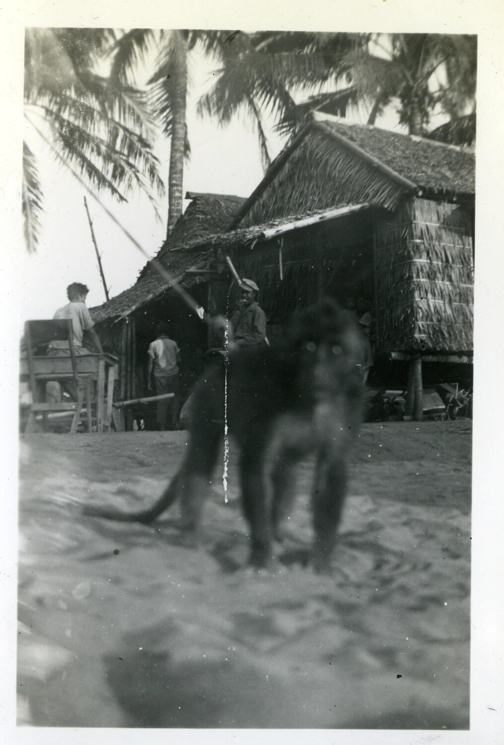 Dogs Running on a Beach Before Thatched Huts, Pacific Theater, World War II Era