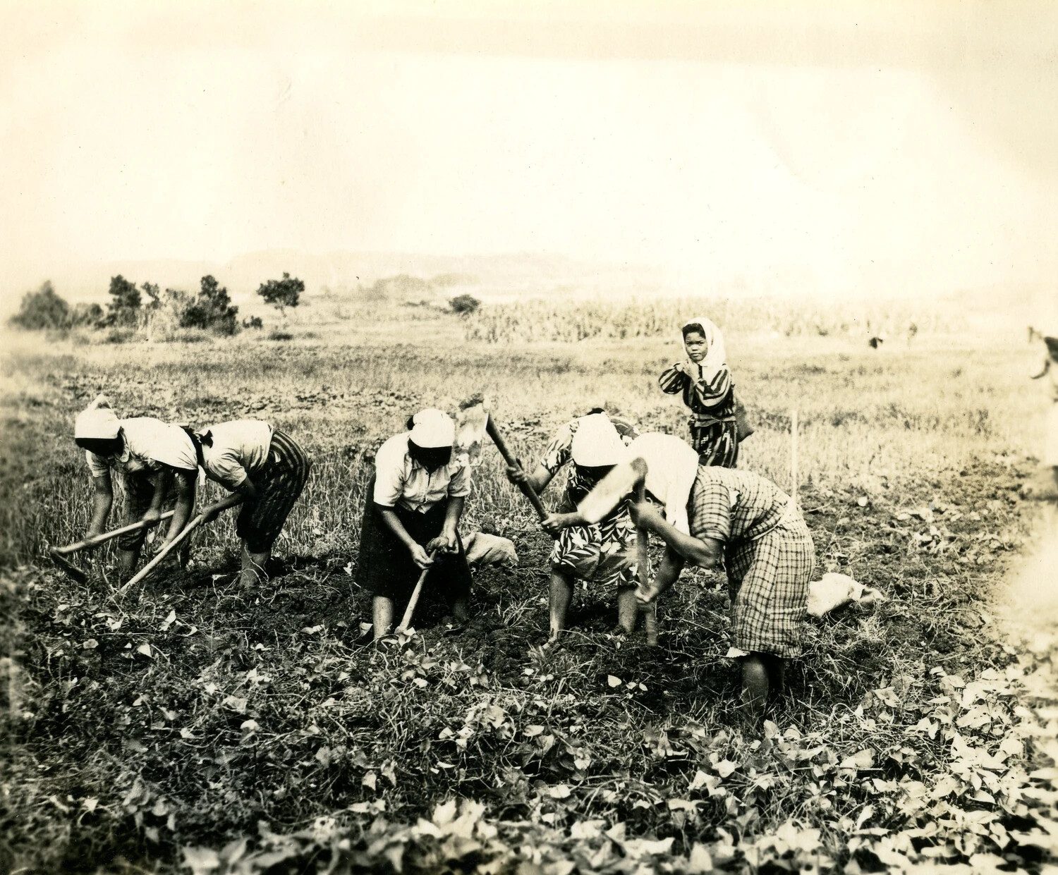 Local Island Women Hoeing a Field, Ie Shima (345th Bombardment Group Album)
