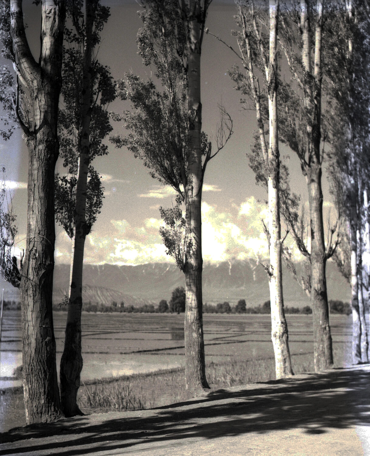 Poplar-Lined Road Overlooking Flooded Fields and Mountains, India, WWII CBI Theater, 1944-45