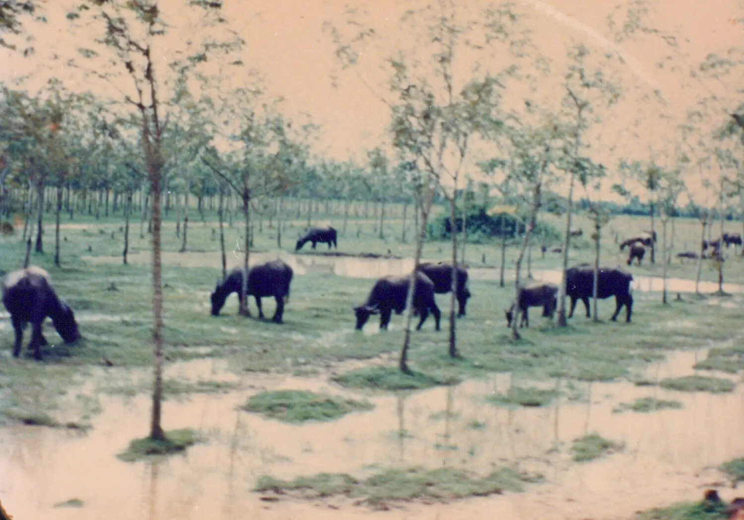 Water Buffalo Grazing in Flooded Field, Cu Chi, South Vietnam, 1967