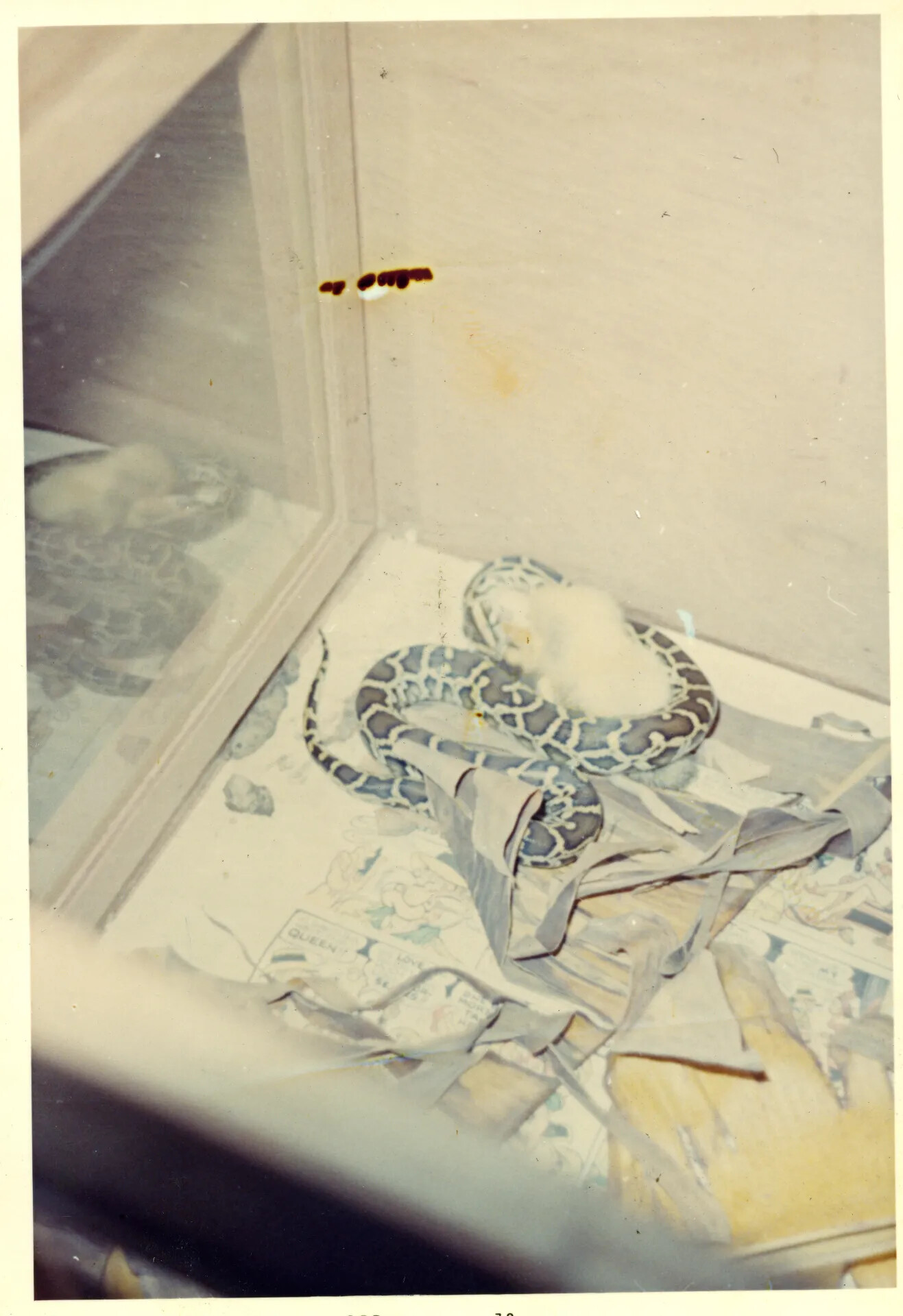 Python Coiled with Chick in Glass Enclosure, Personal Snapshot, NKP Area
