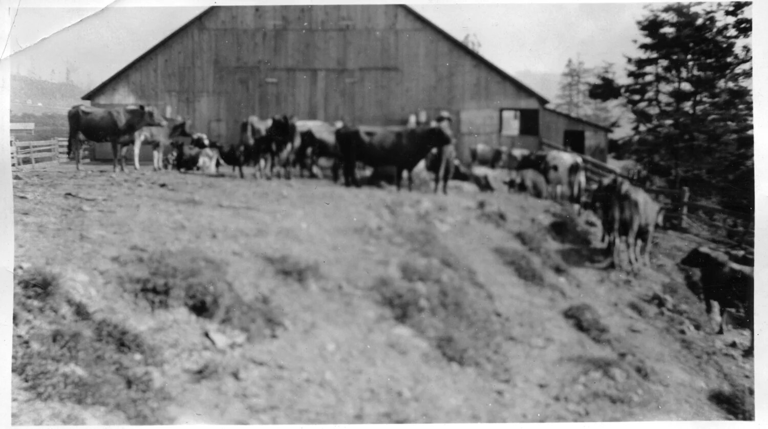 Cattle Herd in Corral Before a Barn on a Hillside Ranch