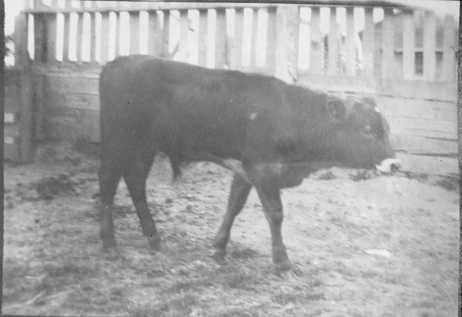 Cattle Walking in a Farmyard Corral
