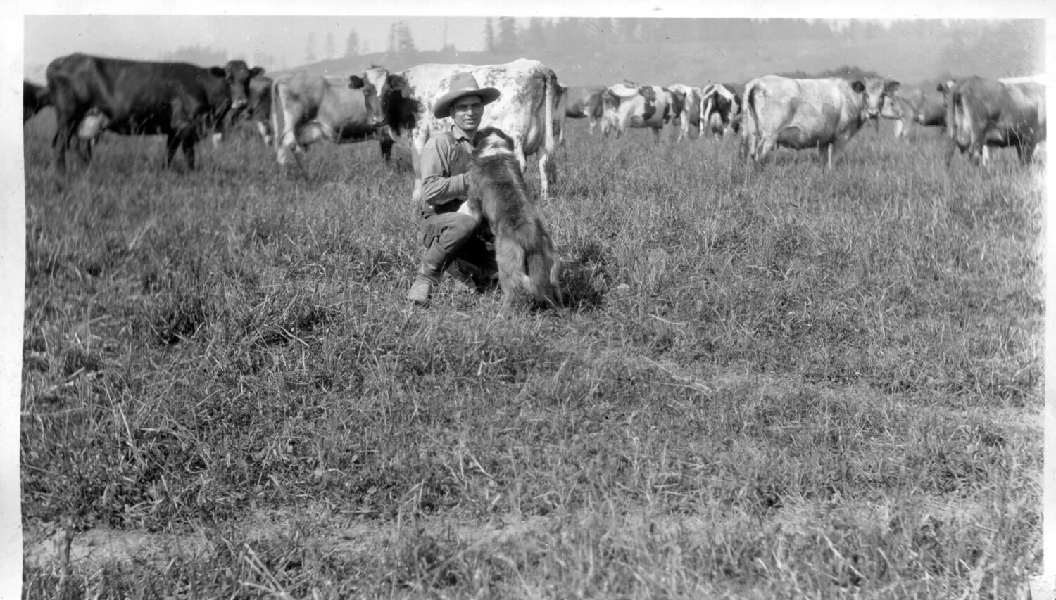 Man Kneeling with Dog Amid Grazing Dairy Herd, Rural Pasture, Early 20th Century