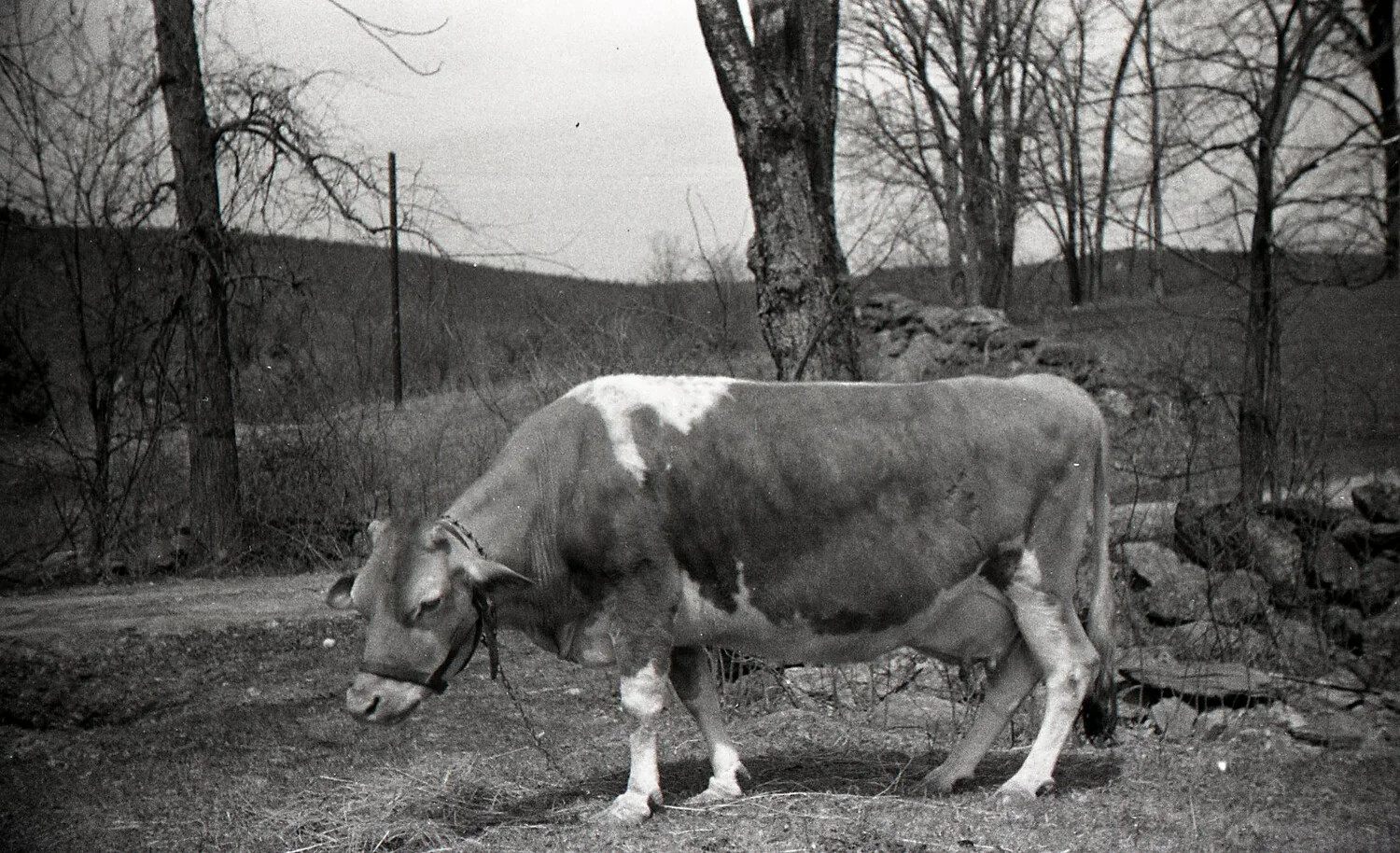 Haltered Dairy Cow Walking Near Stone Wall, New England Pasture