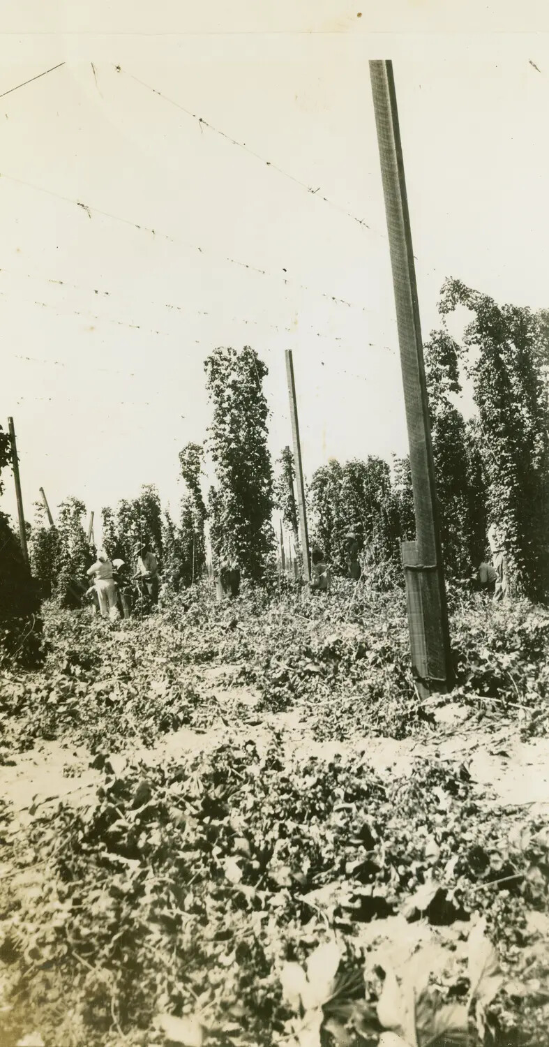 Hop Field Harvest Scene, Unidentified Location (Filed Under WWII B-24 Belly Gunner Materials)