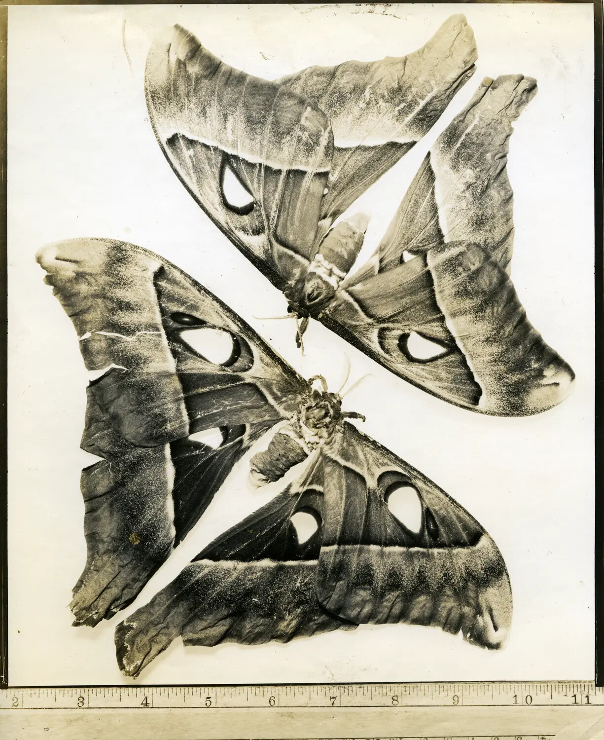 Photographic Documentation of Two Mounted Saturniid Moth Specimens with Measuring Scale