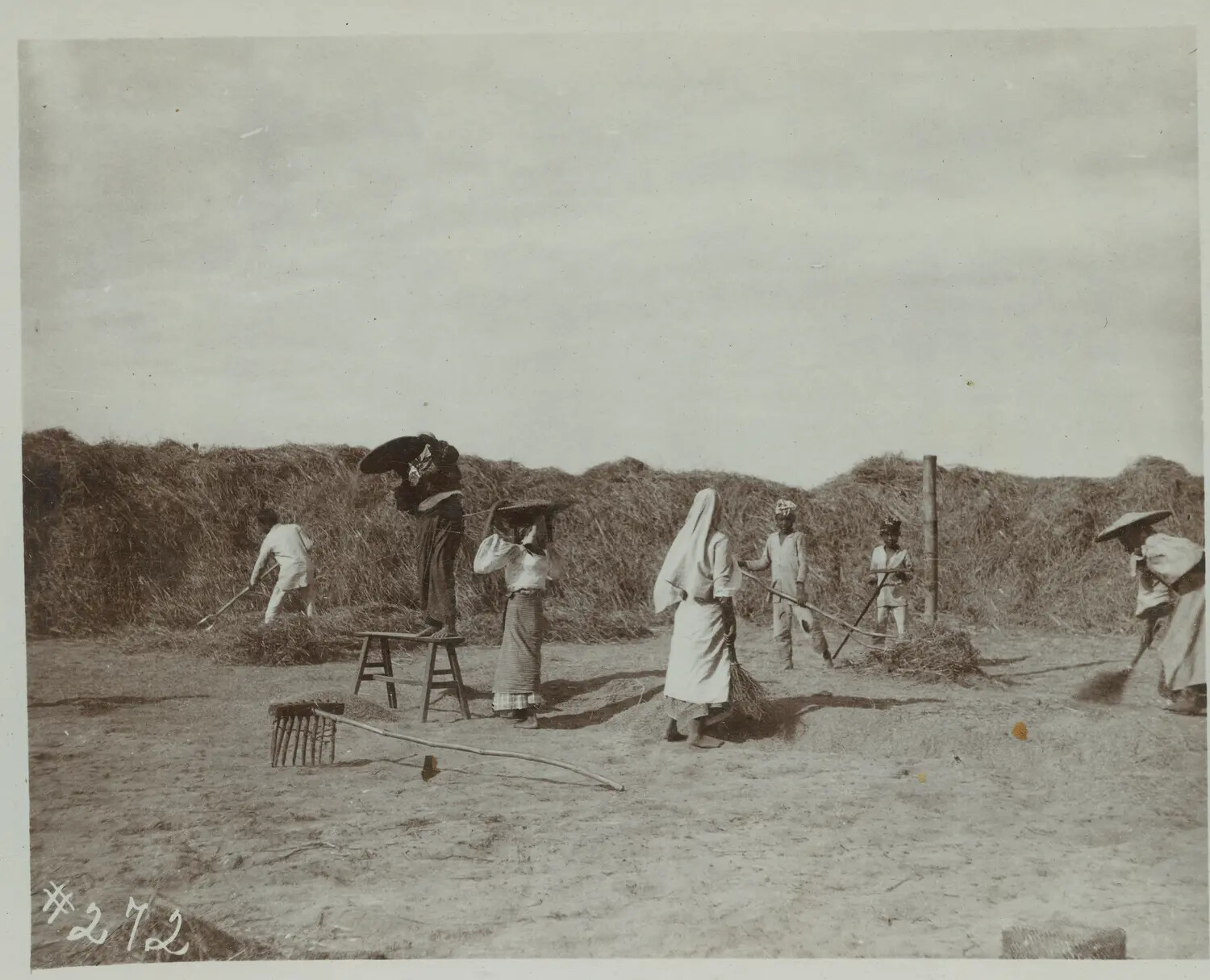 Rice Harvest and Threshing Scene with Haystacks, Philippines, c. 1890s-1900s
