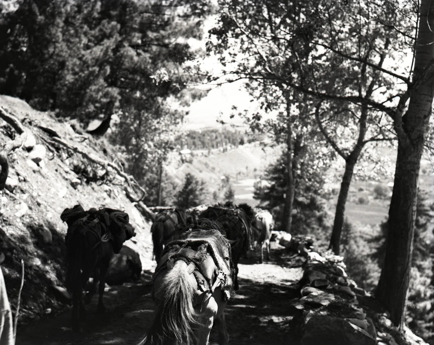 Mule Pack Train on a Forested Mountain Trail, Kashmir, World War II Era