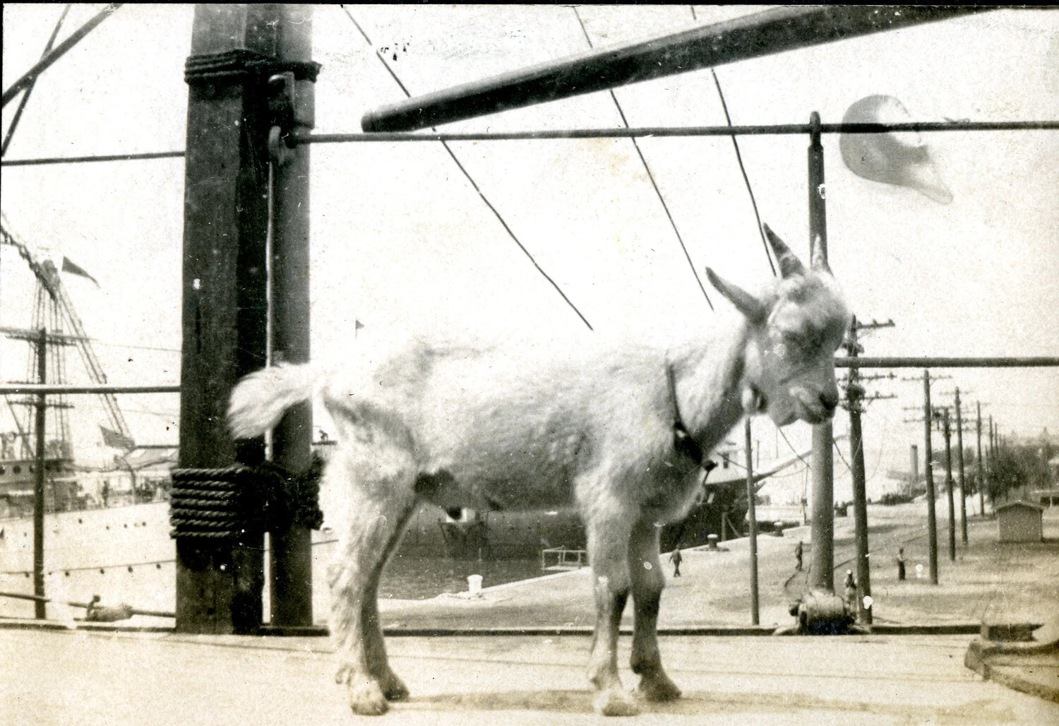 Ship's Mascot Goat Tethered Dockside at a Navy Yard, USS Columbia Album, c. 1900s