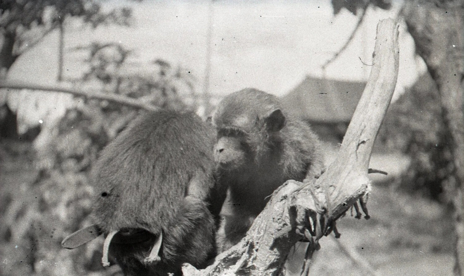 Pet Monkeys at a U.S. Army Camp, Luzon, Philippines, WWII