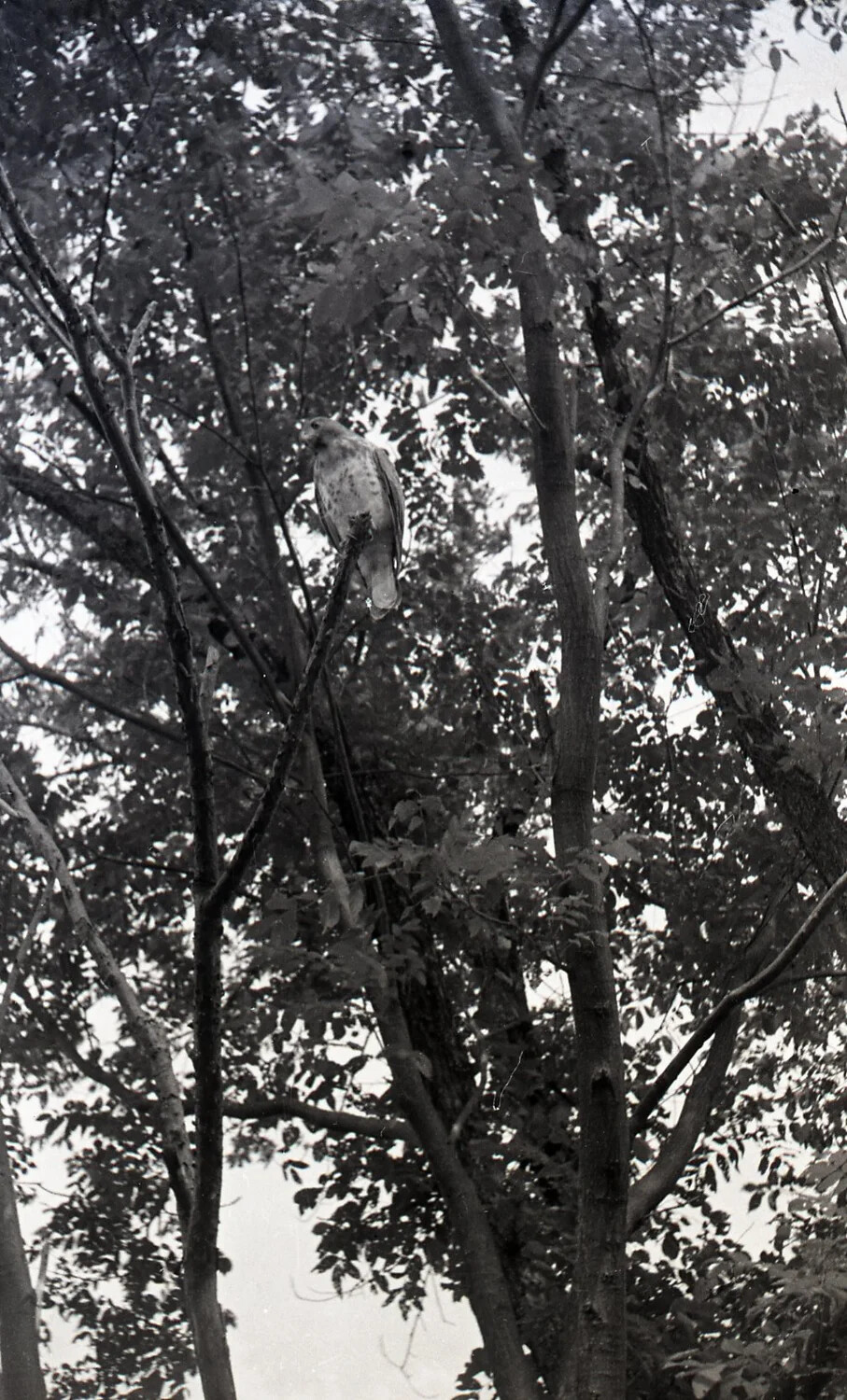 Hawk Perched in Tree Canopy, Stateside Photograph, WWII Era