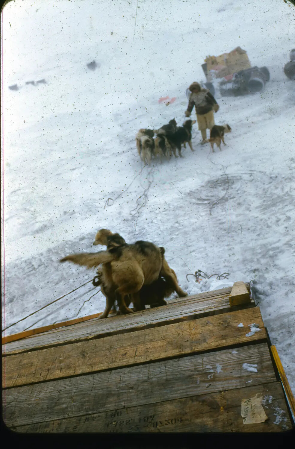 Sled Dog Team and Supply Crates at Thule Air Base, Greenland, c. 1950-1955