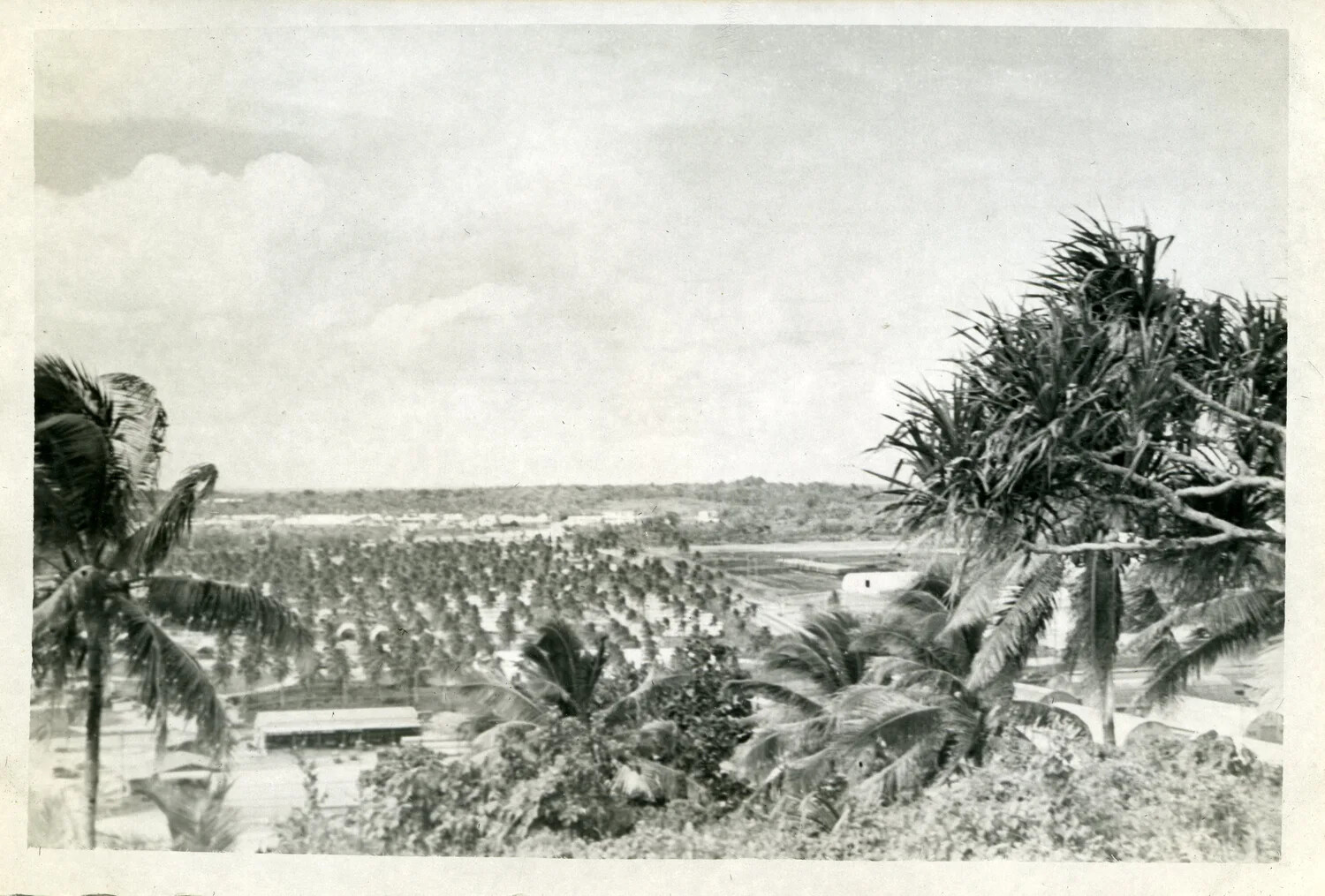 Elevated View of Coconut Palm Grove and Military/Civilian Structures, Vicinity of Agana, Guam — VR-6 Squadron Photo Album