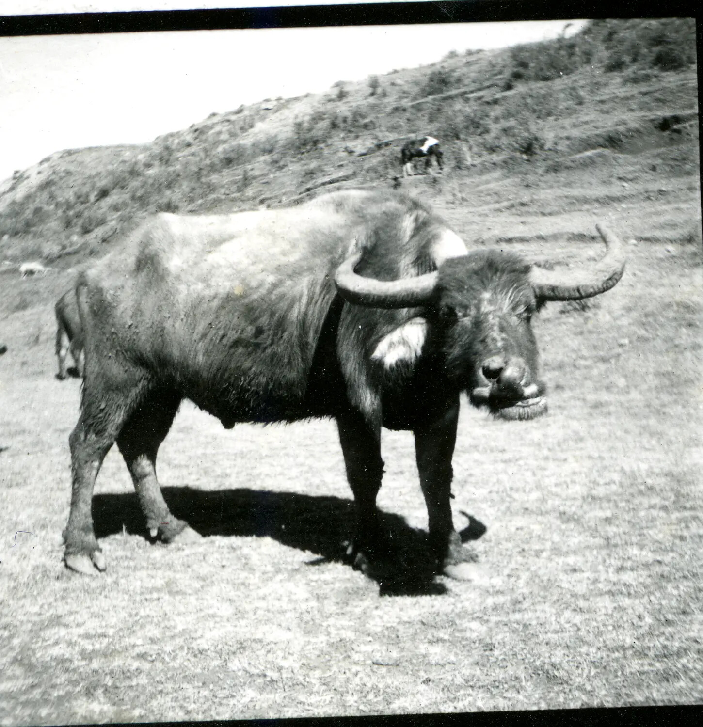 Water Buffalo on Hillside, Burma, WWII China-Burma-India Theater