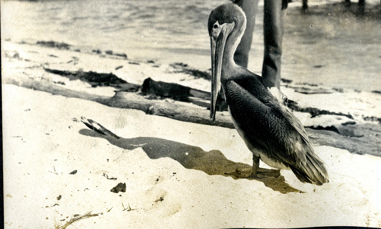 Brown Pelican on Beach, Shore Liberty Snapshot from USS Columbia Album, circa 1898-1907