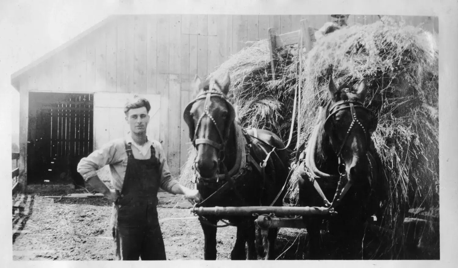 Farmhand with Team of Draft Horses and Loaded Hay Wagon