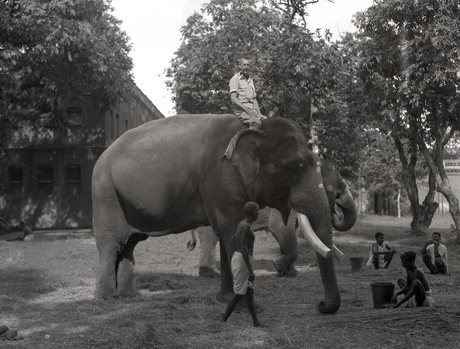 American Serviceman Atop Elephant with Local Mahouts, China-Burma-India Theater, WWII