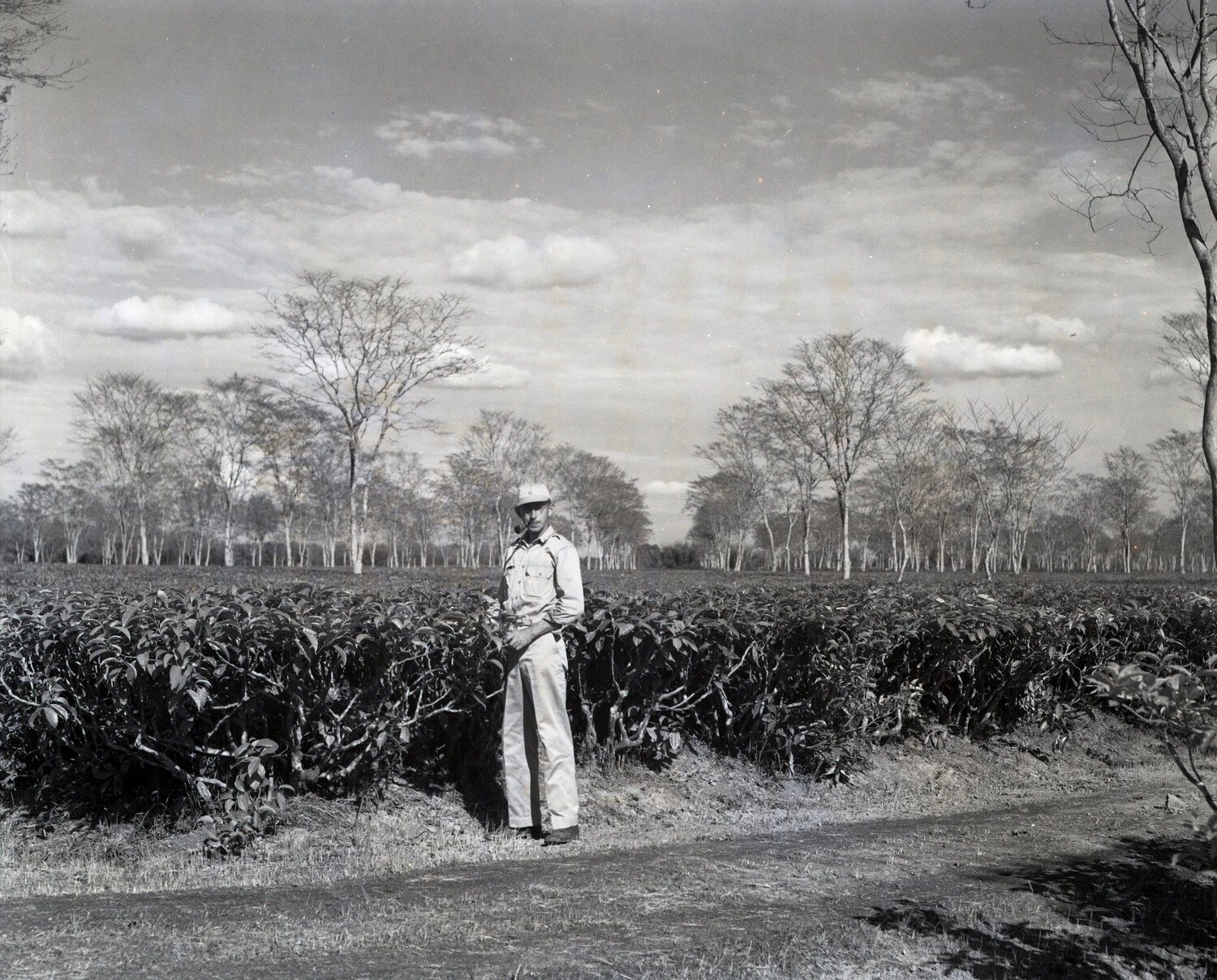 American Serviceman at a Tea Plantation near Dinjan, Assam, India - China-Burma-India Theater, WWII