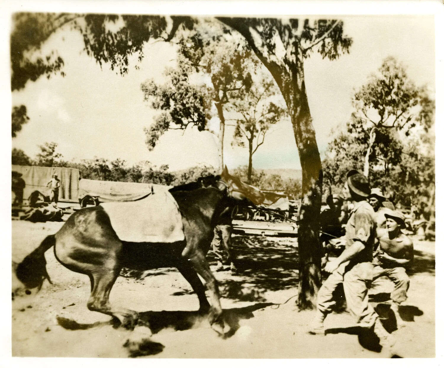 Soldiers and Pack Animal in Bivouac Camp Under Eucalyptus Trees, WWII Pacific Theater