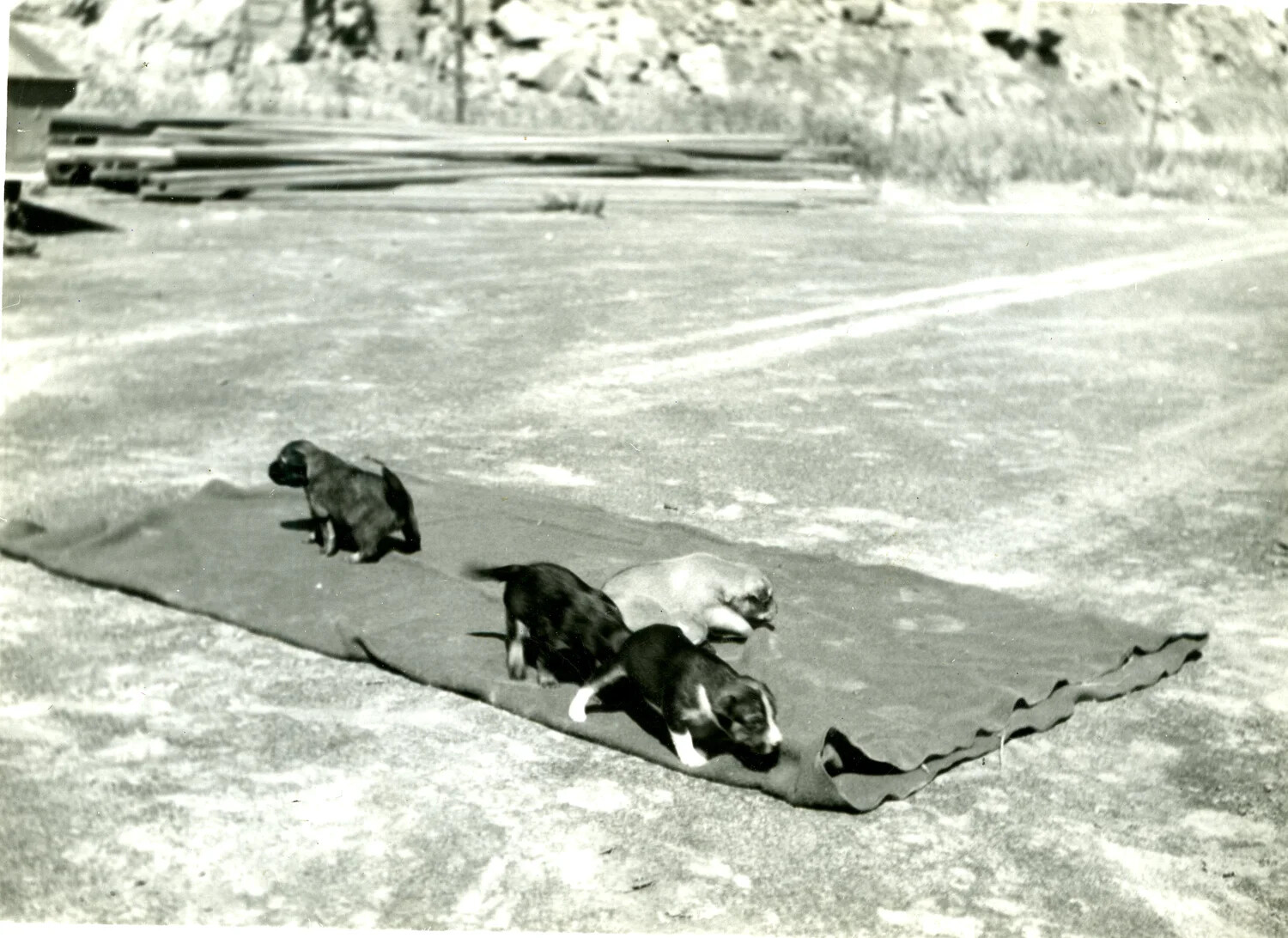 Marine Camp Mascot Puppies on a Blanket, Iwo Jima, 1945