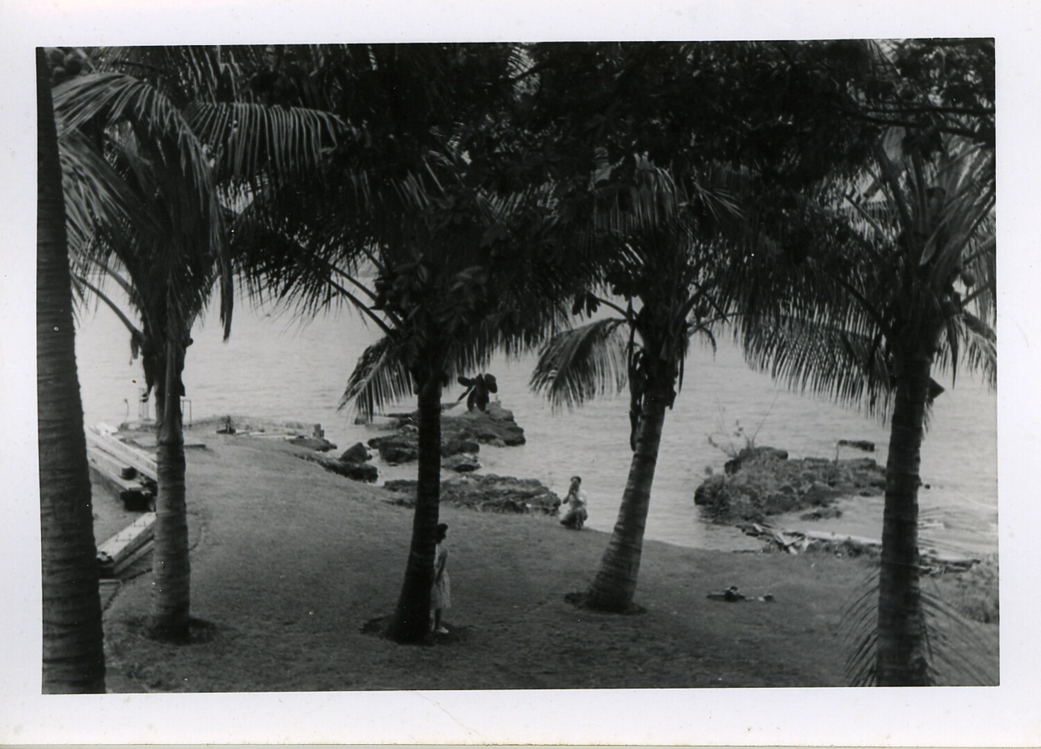 Coastal Park Scene with Palm Trees, Hawaii