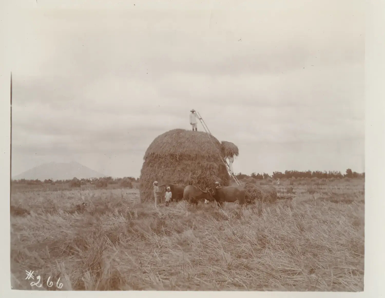 Filipino Farmers Building a Rice-Straw Stack with Carabao Cart, Central Luzon, Philippines, c. 1898-1910