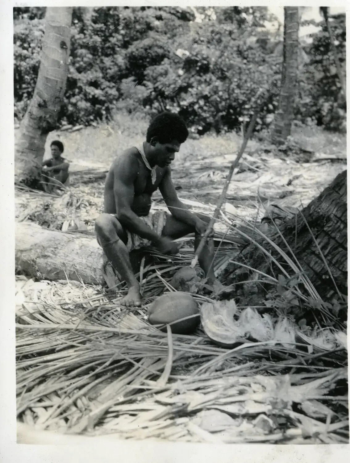 New Guinean Man Husking Coconuts by Traditional Method, WWII Pacific Theater