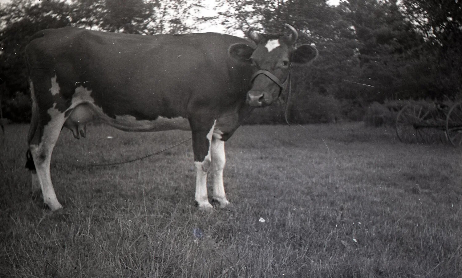 Haltered Dairy Cow in Pasture with Farm Wagon Wheels Visible, New England